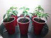 clones1.jpg clones1.jpg