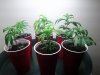 clones2.jpg clones2.jpg