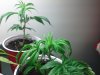 clones3.jpg clones3.jpg