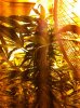 big bud.jpg