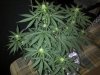 flowering stage 002.jpg