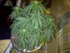 flowering stage 003.jpg