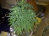 flowering stage 004.jpg