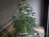 flowering stage 005.jpg
