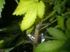 flowering stage 008.jpg