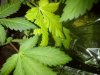 flowering stage 009.jpg