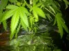 flowering stage 010.jpg
