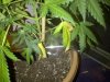 flowering stage 011.jpg