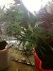 CFL1st 003.jpg CFL1st 003.jpg