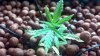 2011-09-20_11-17-18_521 DAY 36.JPG