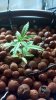 2011-09-19_17-54-27_770 DAY 35.JPG
