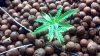 2011-09-20_11-17-04_751 DAY 36.JPG
