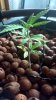 2011-09-20_11-17-51_675 DAY 36.JPG