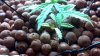 2011-09-19_17-54-38_405 DAY 35.JPG