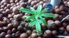 2011-09-19_17-53-56_793 DAY 35.JPG