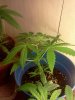 IMG_20110920_135643.jpg