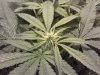 week 2 flowering bc god bud.jpg