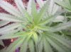 plants9111 003.jpg