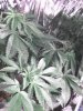 Picture 9.jpg