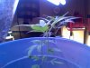 grow2.jpg