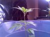 grow3.jpg