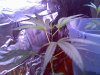 grow4.jpg