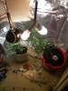 CFL1st 001.jpg