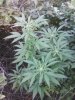 unknown hybrid.jpg