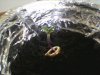 plant2.jpg plant2.jpg