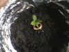 plant1.jpg plant1.jpg