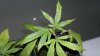 little baby looking pale and marks on leafs.jpg