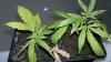 slow growth and crappy clones rooted.jpg