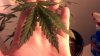 new leaf pics 030.jpg