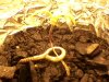 Plant6.jpg