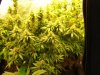 420pics003.jpg