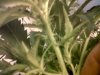 IMG00033-20110923-1807.jpg