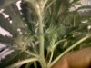 IMG00031-20110923-1806.jpg
