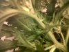 IMG00032-20110923-1807.jpg