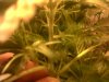 IMG00182-20110923-1841.jpg