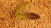 plant 3.jpg