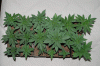end-of-week-2-from-seed-mendo-madness-picture2.gif end-of-week-2-from-seed-mendo-madness-picture2.gif