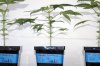 Week-5-seedlings-C6-female.jpg