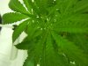 greenies_0007.jpg