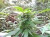 Plant Shot # 1.jpg Plant Shot # 1.jpg