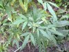 Plant Shot # 2.jpg Plant Shot # 2.jpg