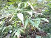 Plant Shot # 7.jpg Plant Shot # 7.jpg