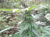 Plant Shot # 6.jpg