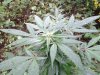 Plant Shot # 4.jpg Plant Shot # 4.jpg