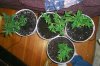 100_0522.jpg