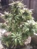 retard 6 to 7 weeks flower.jpg